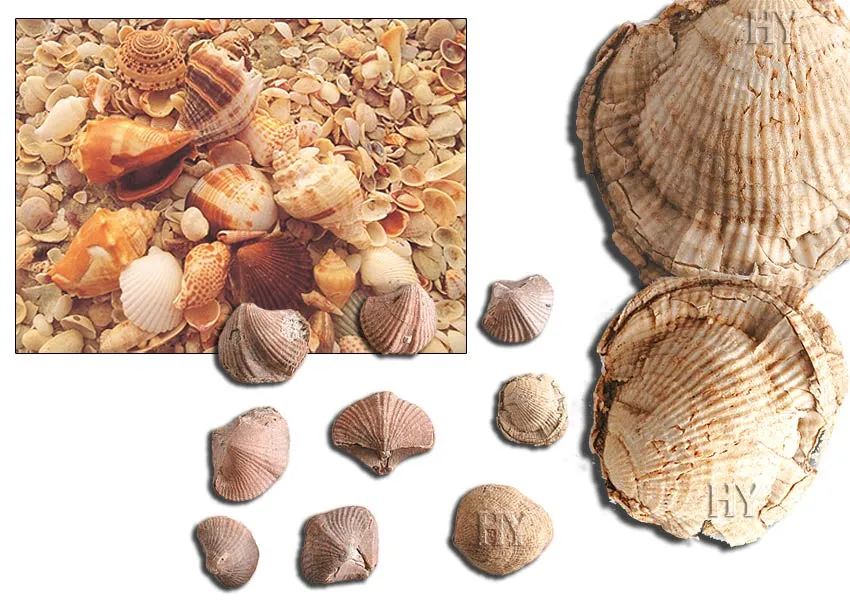 Oyster