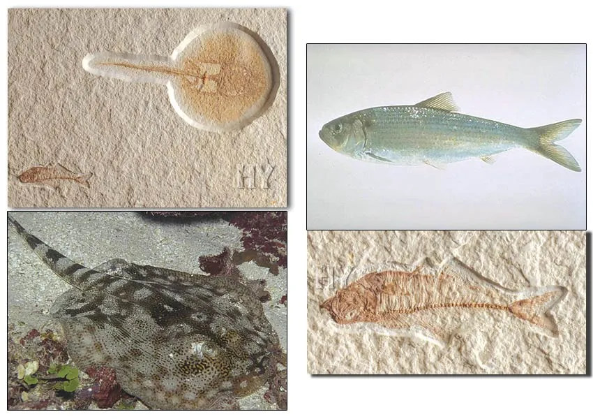 Stingray and Herring