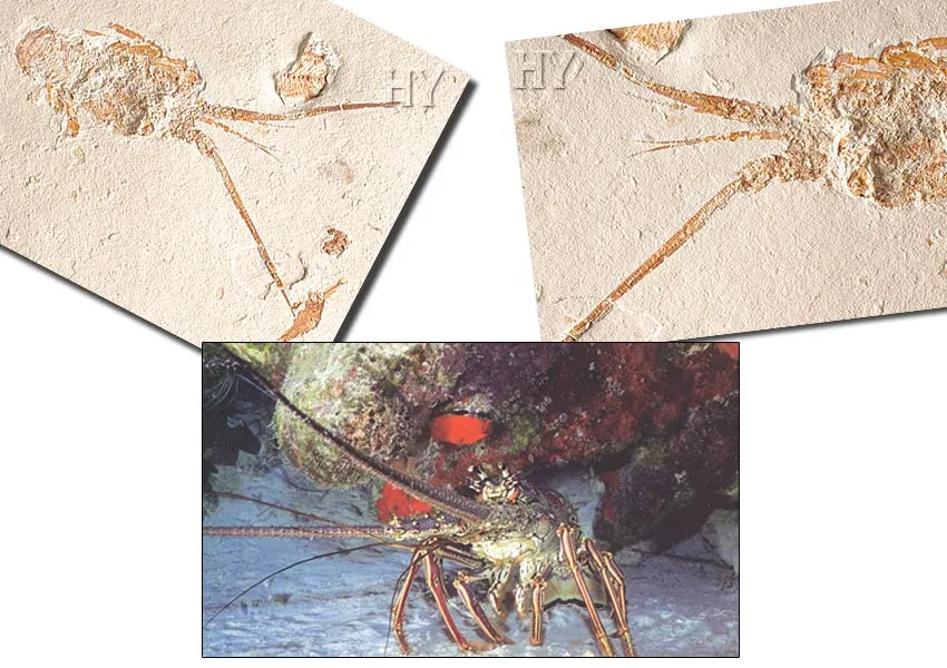 Lobster