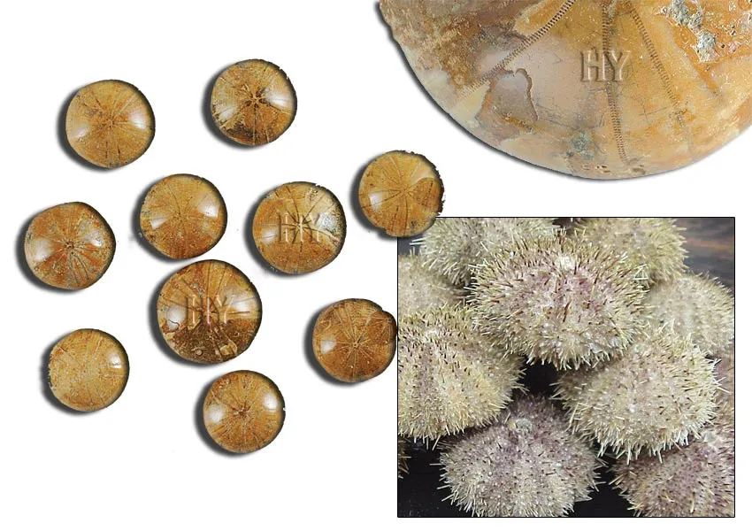 Sea Urchin