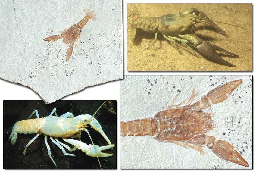 Crayfish