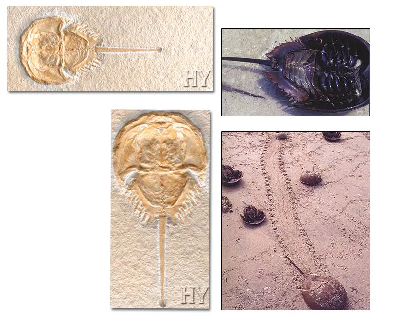 Horseshoe Crab