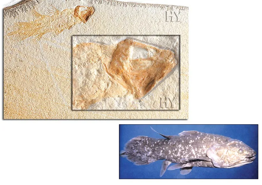 Coelacanth
