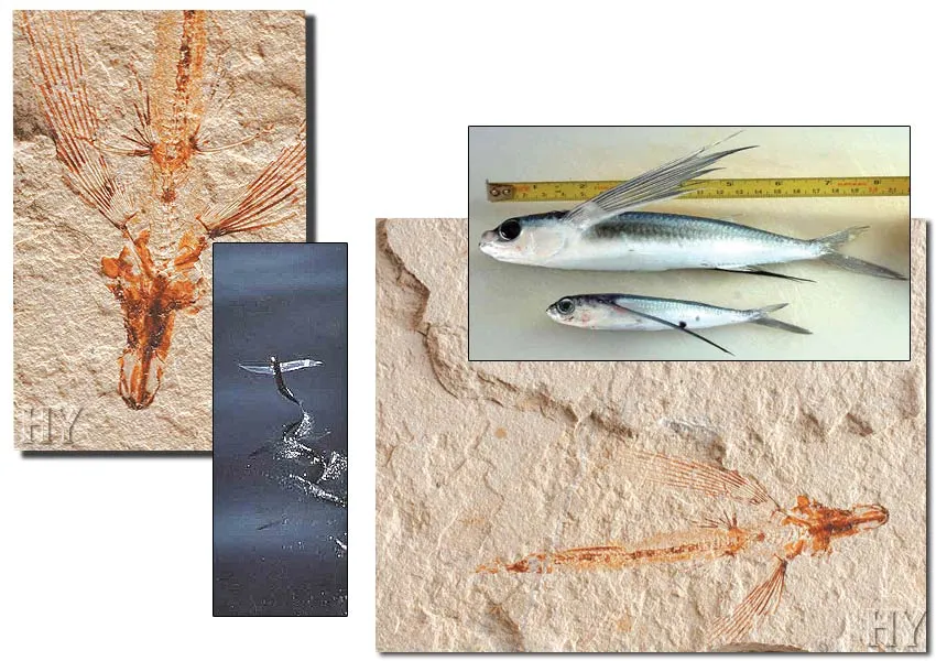 Flying Fish