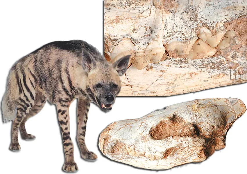 Hyena Skull