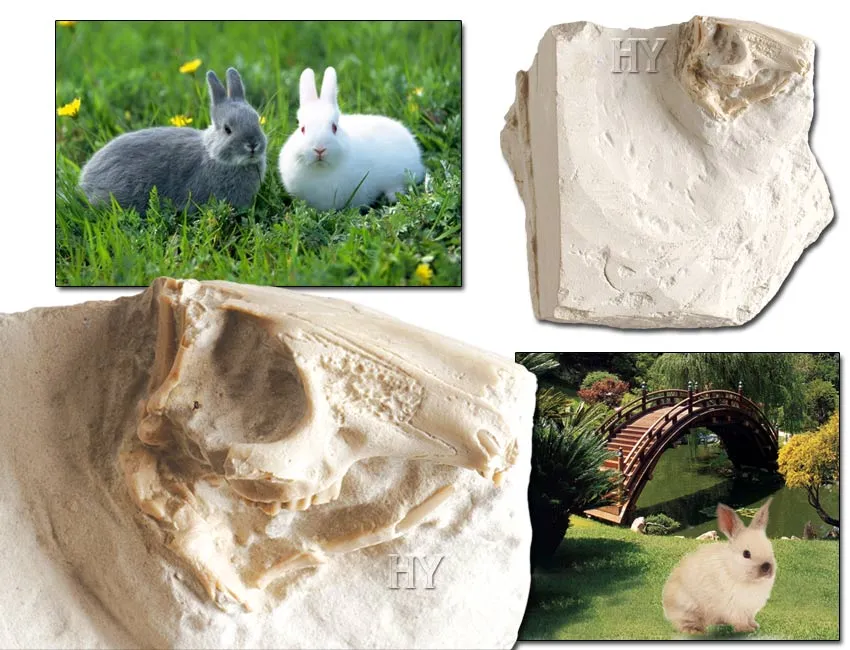 Rabbit