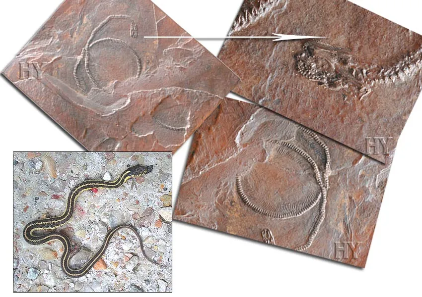 Snake