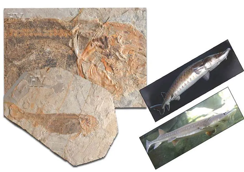 Sturgeon