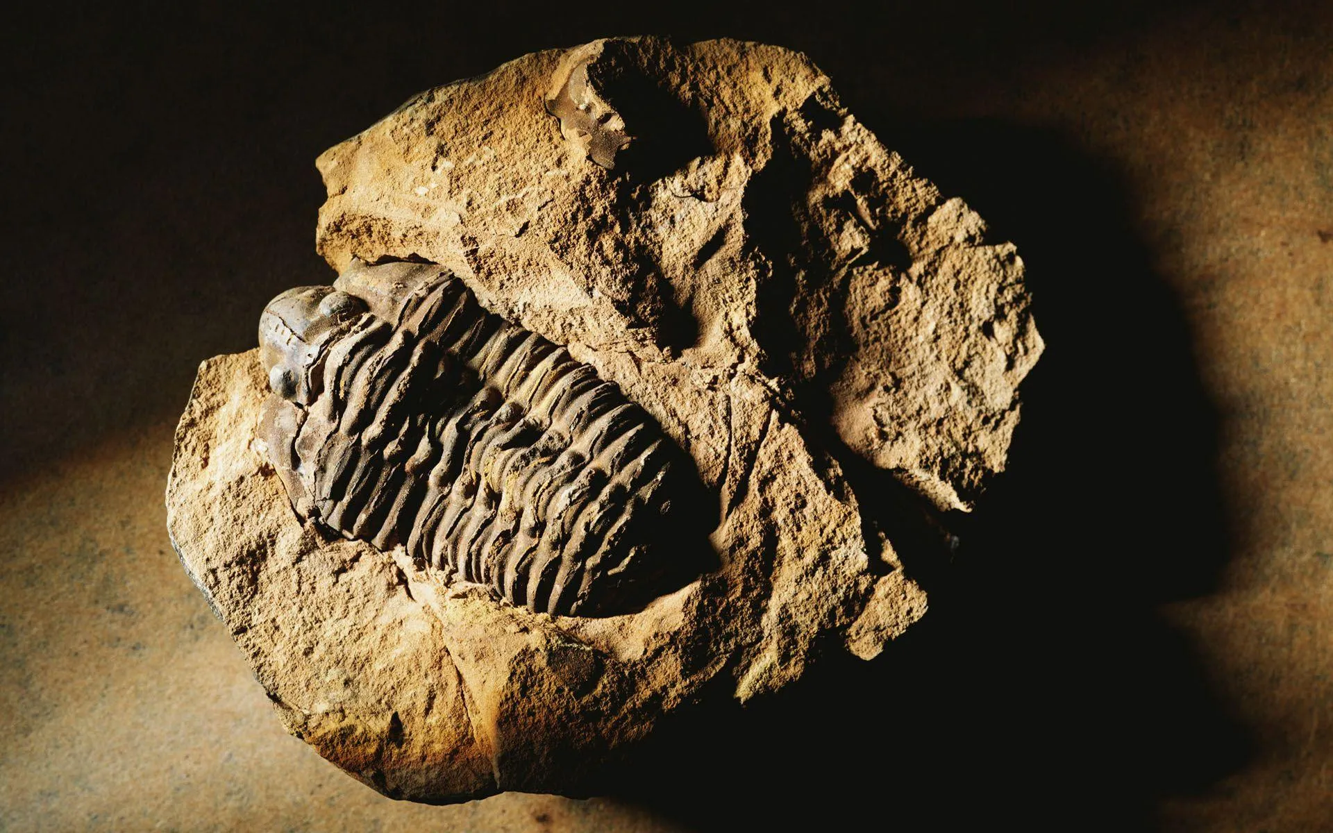 A trilobite fossil preserved in rock — a marine arthropod of the Paleozoic era